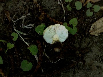 Forse � una Amanita